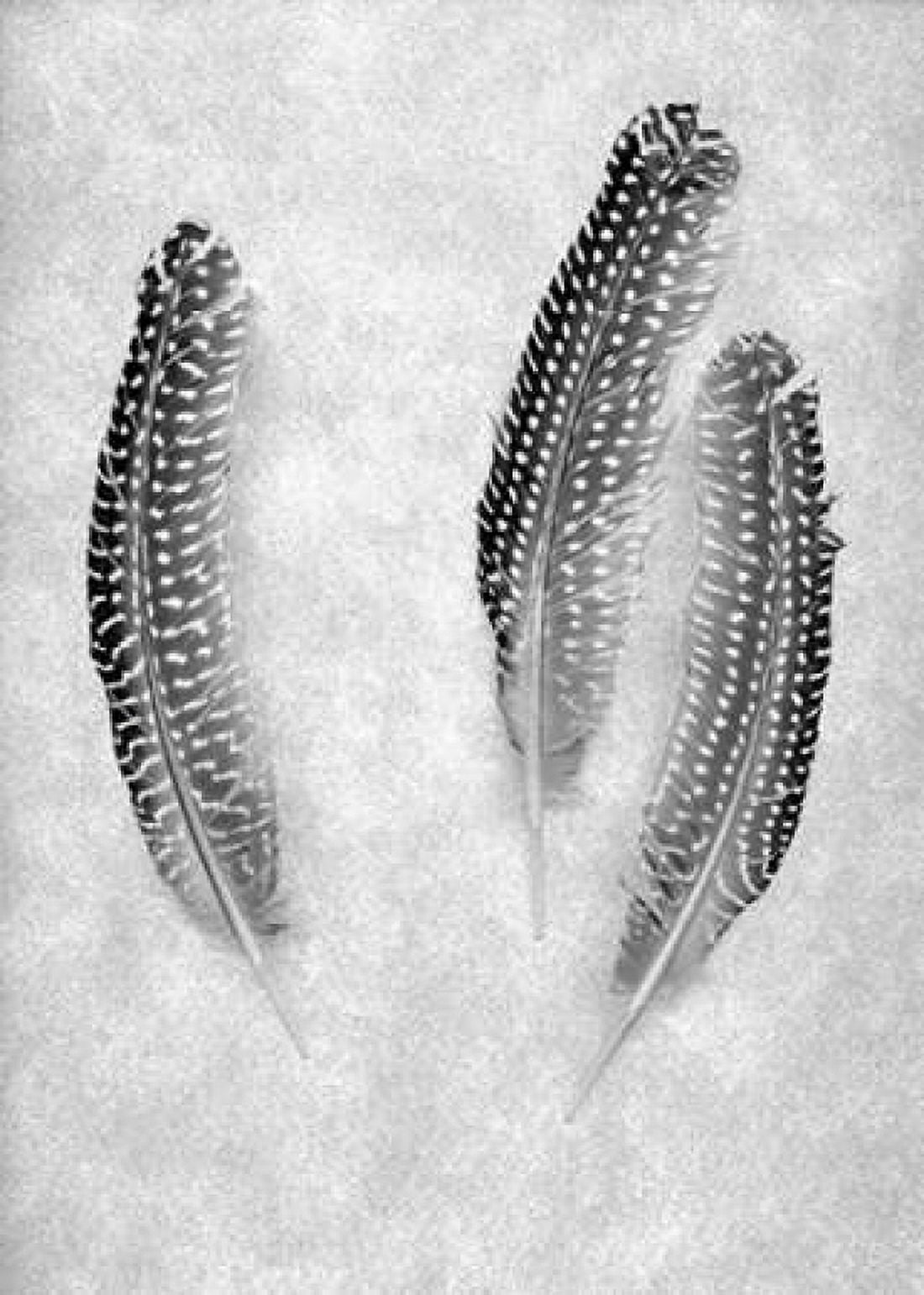 Feather B-W - 2 Canvas Art - Alan Blaustein (20 x 28)