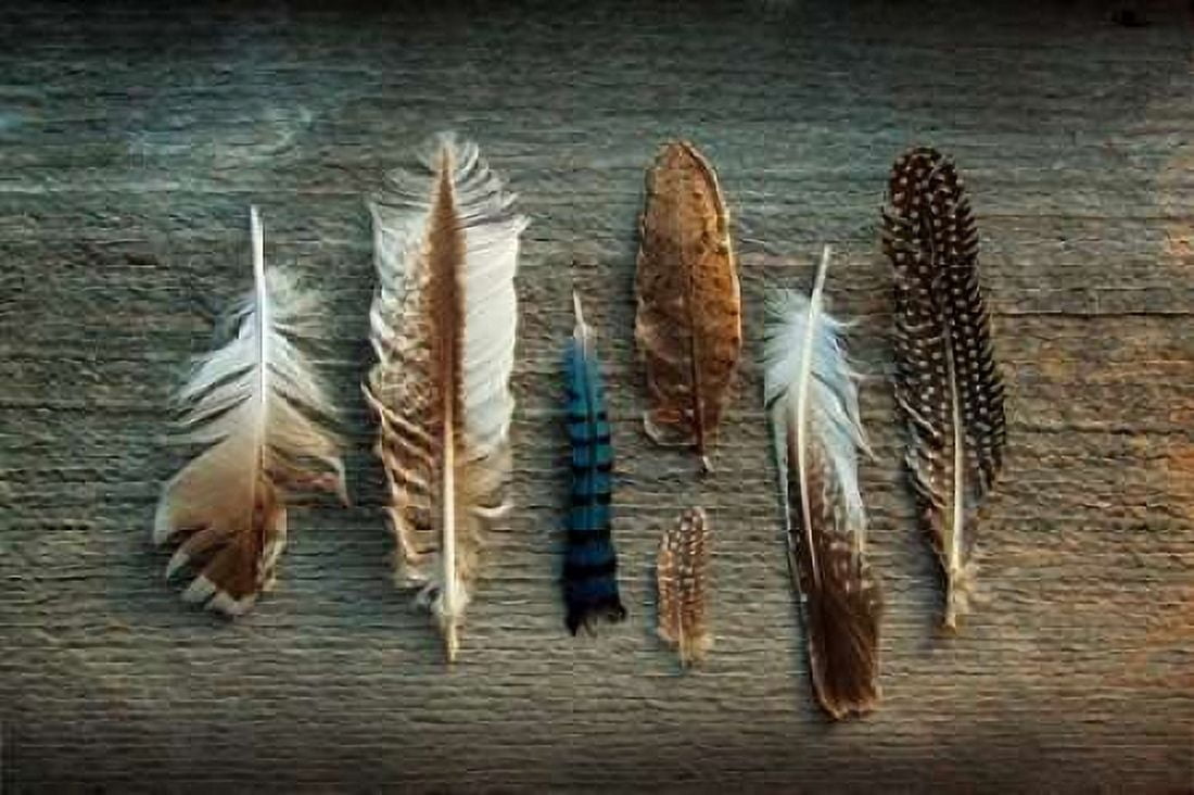 Feather Collection I Canvas Art - Sue Schlabach (12 x 18)