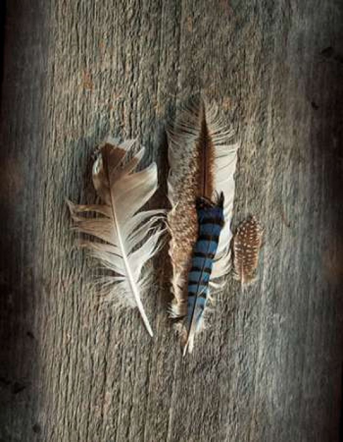 Feather Collection III Canvas Art - Sue Schlabach (22 x 28)