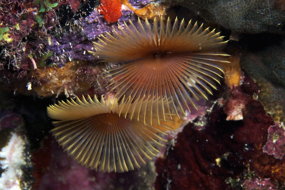 Feather Duster Worms Bonaire Caribbean Netherlands Canvas Art - Terry MooreStocktrek Images (18 x 12)