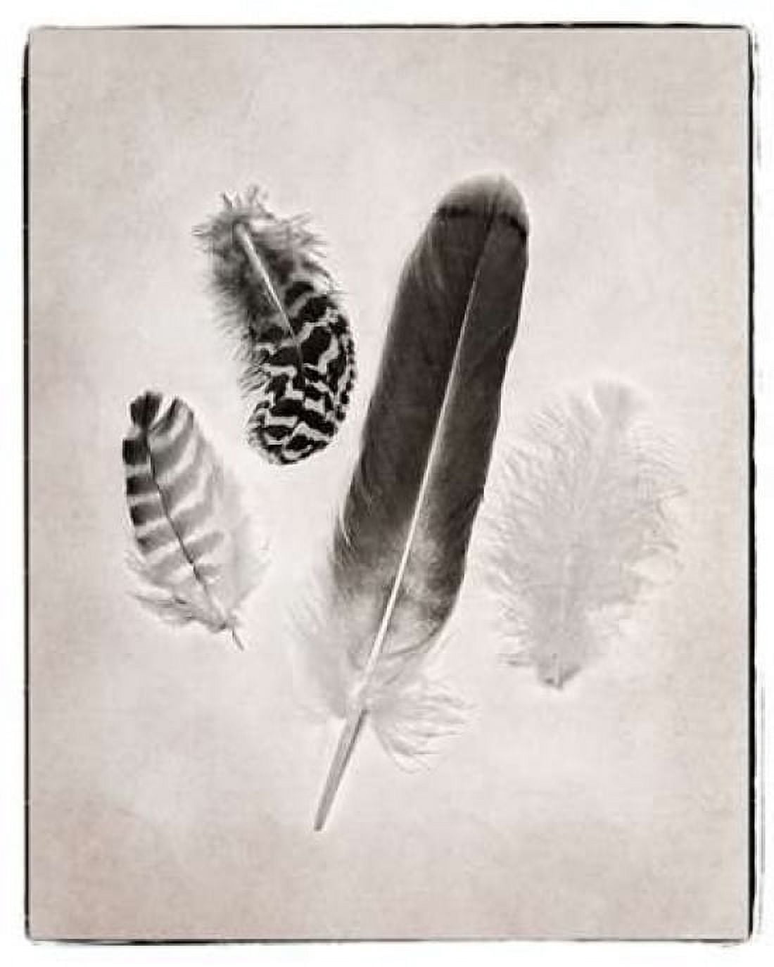 Feather Group I BW Canvas Art - Debra Van Swearingen (24 x 30)