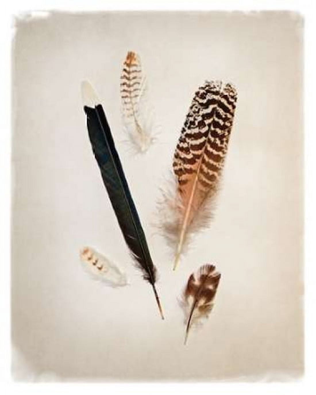 Feather Group II Canvas Art - Debra Van Swearingen (20 x 24)