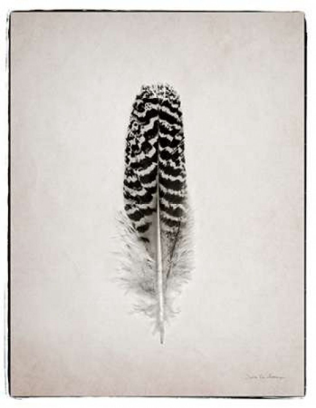 Feather I BW Canvas Art - Debra Van Swearingen (22 x 28)