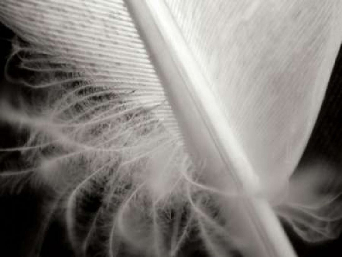 Feather I Canvas Art - Jim Christensen (18 x 24)