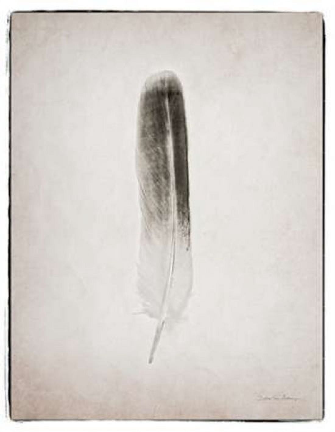 Feather II BW Canvas Art - Debra Van Swearingen (22 x 28)