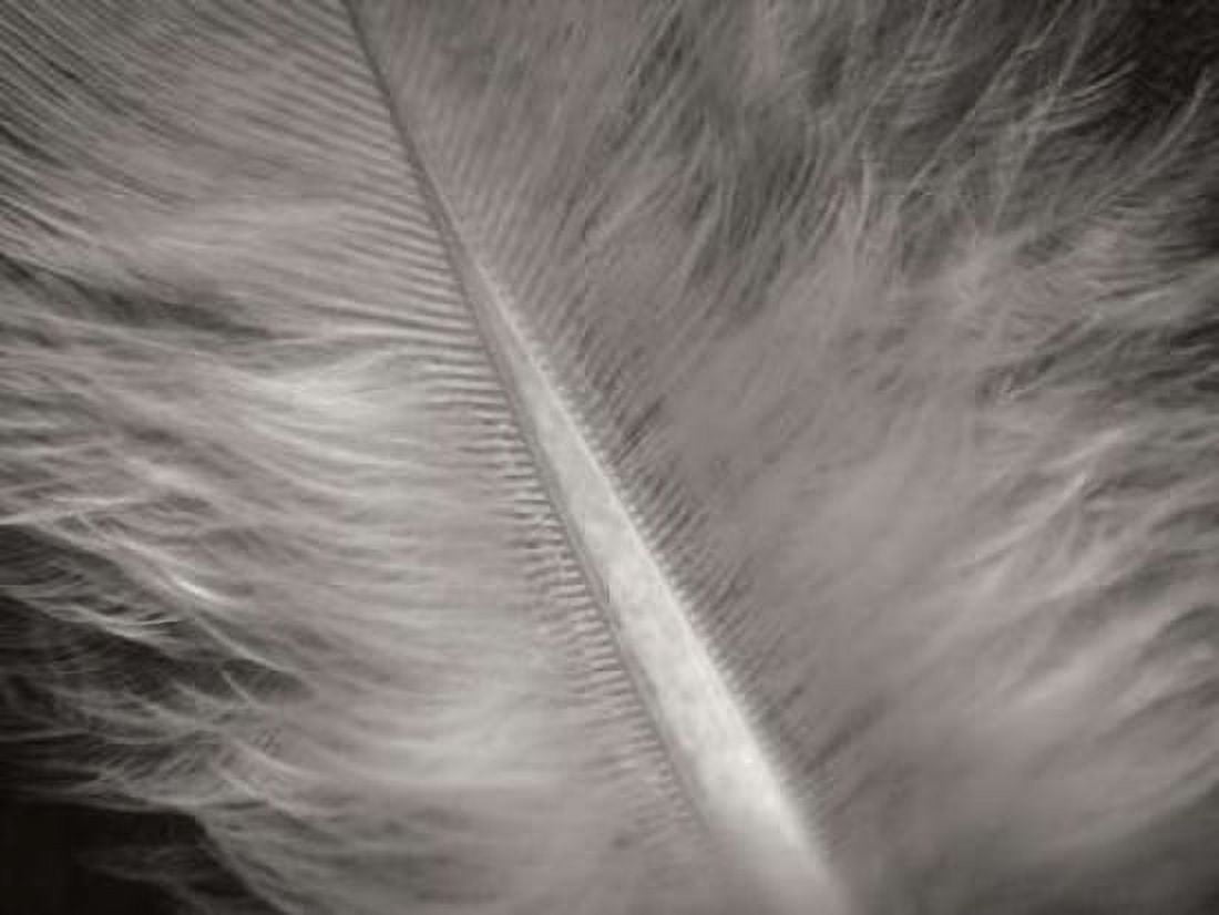 Feather II Canvas Art - Jim Christensen (18 x 24)