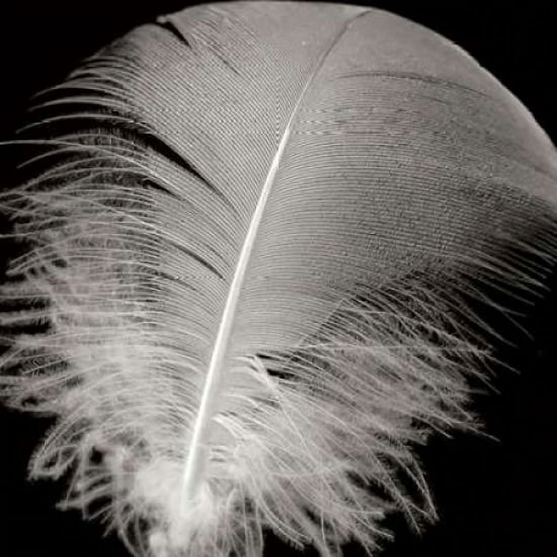 Feather III Canvas Art - Jim Christensen (24 x 24)