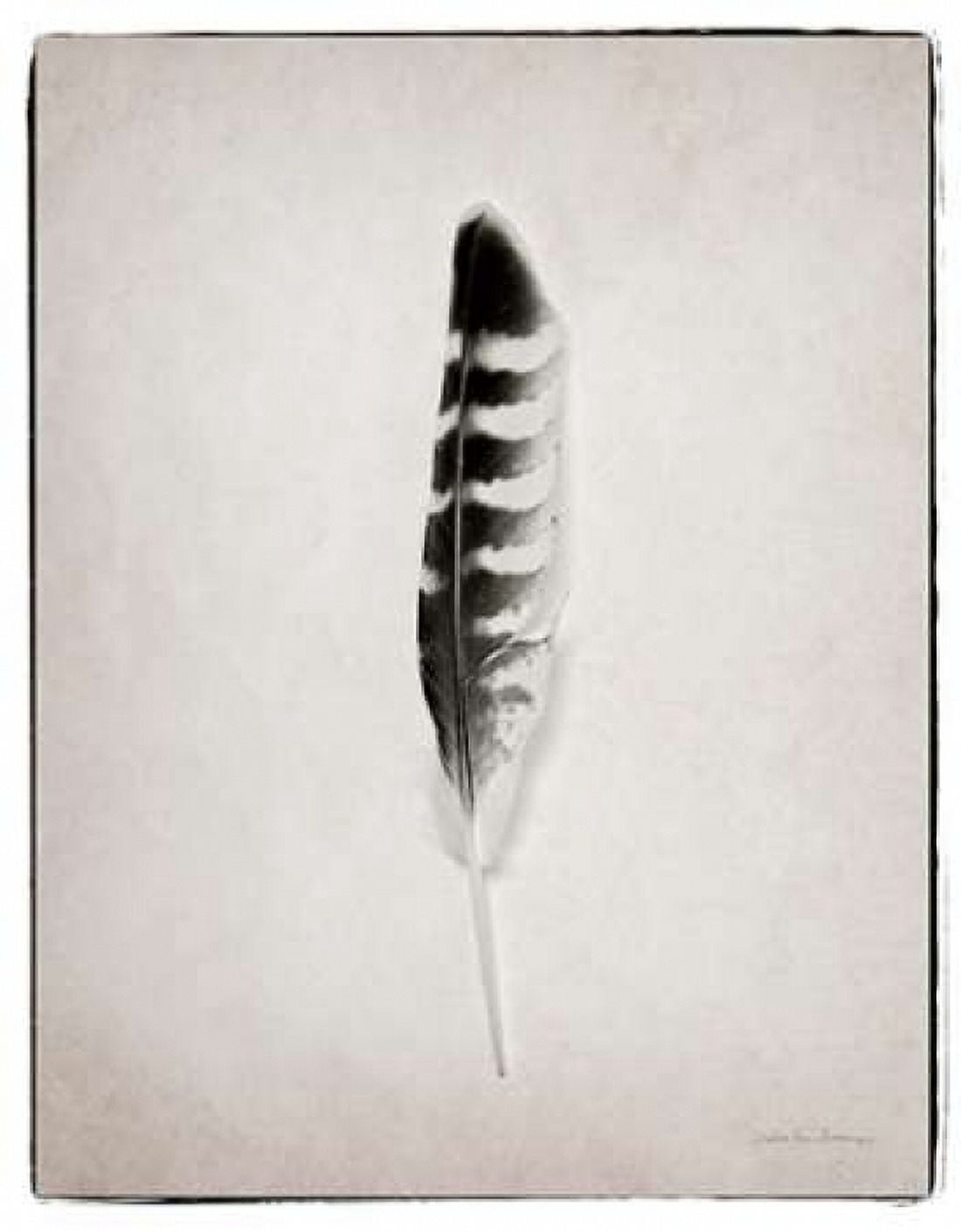 Feather IV BW Canvas Art - Debra Van Swearingen (22 x 28)