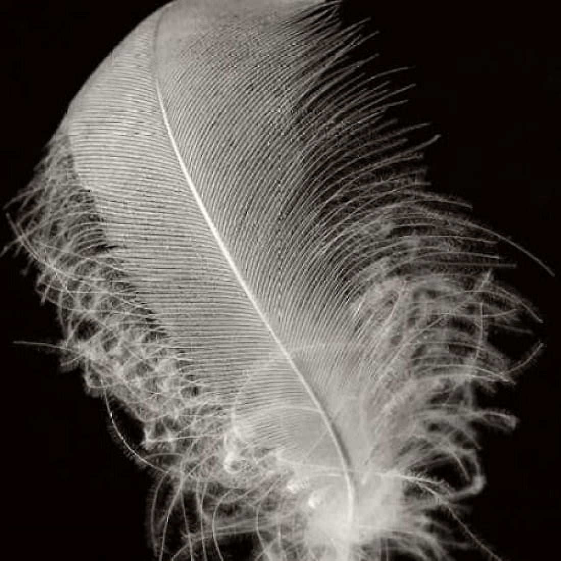 Feather IV Canvas Art - Jim Christensen (24 x 24)