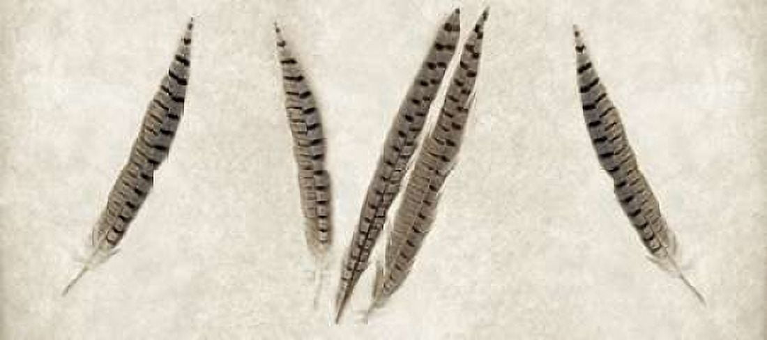 Feather Panel - 2 Canvas Art - Alan Blaustein (10 x 20)