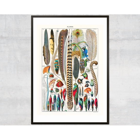 Feather Wall Art, Vintage Bird Decor, Antique Illustration, Living Room Decor Wall Art, Modern Wall Decor, 8x12 UNFRAMED