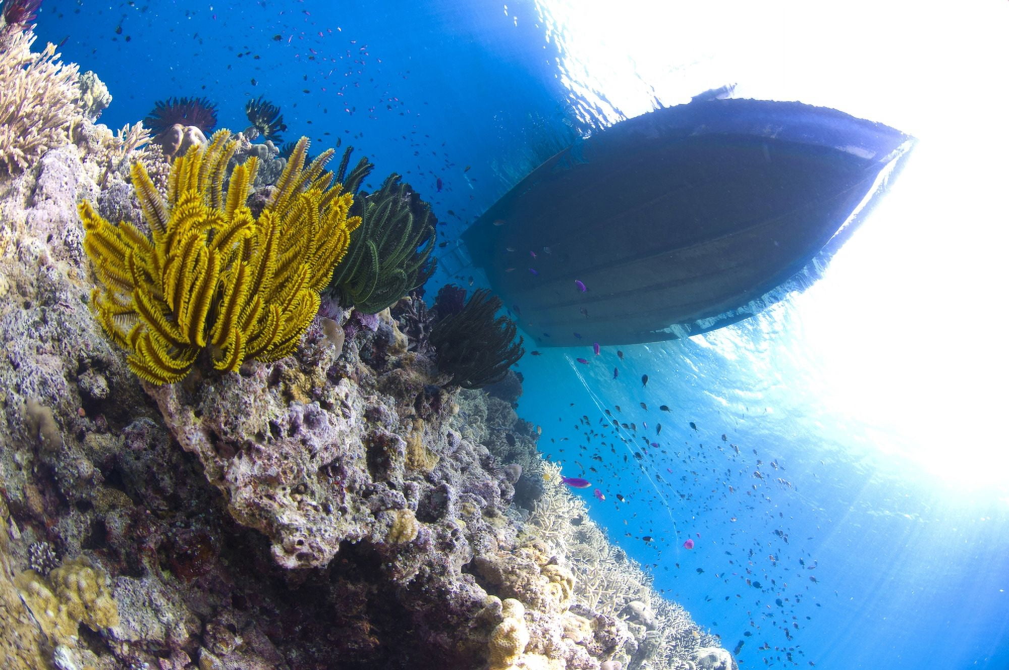 Feather stars with a boat in the background Papua New Guinea Canvas Art - Steve JonesStocktrek Images (18 x 12)