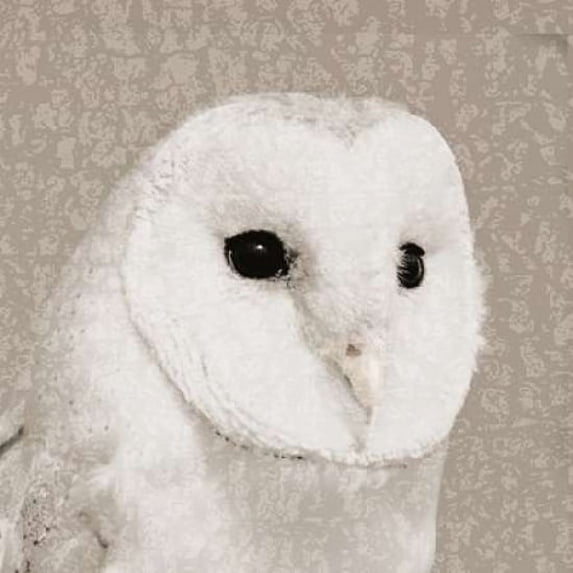 Feathered II Poster Print by PI Studio (12 x 12)