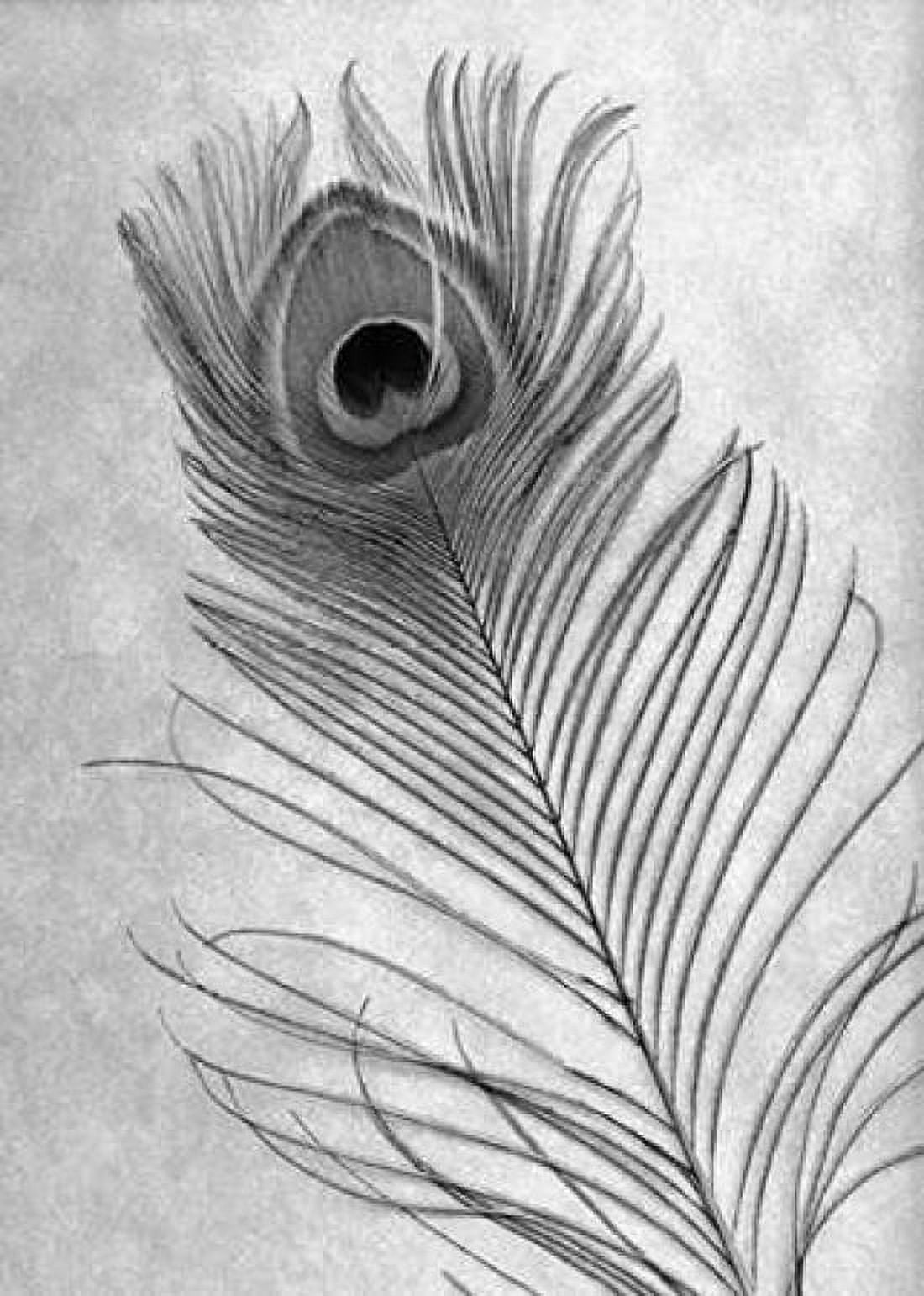 Feathers - 10 Canvas Art - Alan Blaustein (20 x 28)