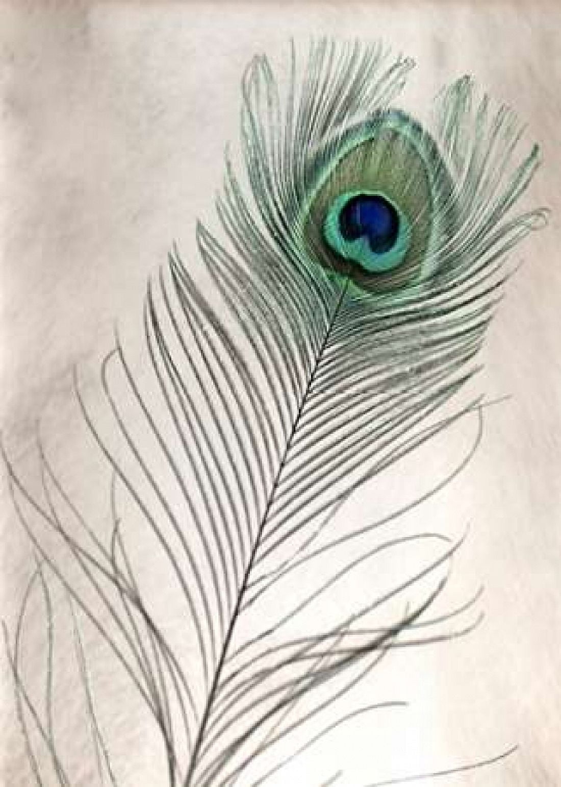 Feathers - 11 Canvas Art - Alan Blaustein (20 x 28)