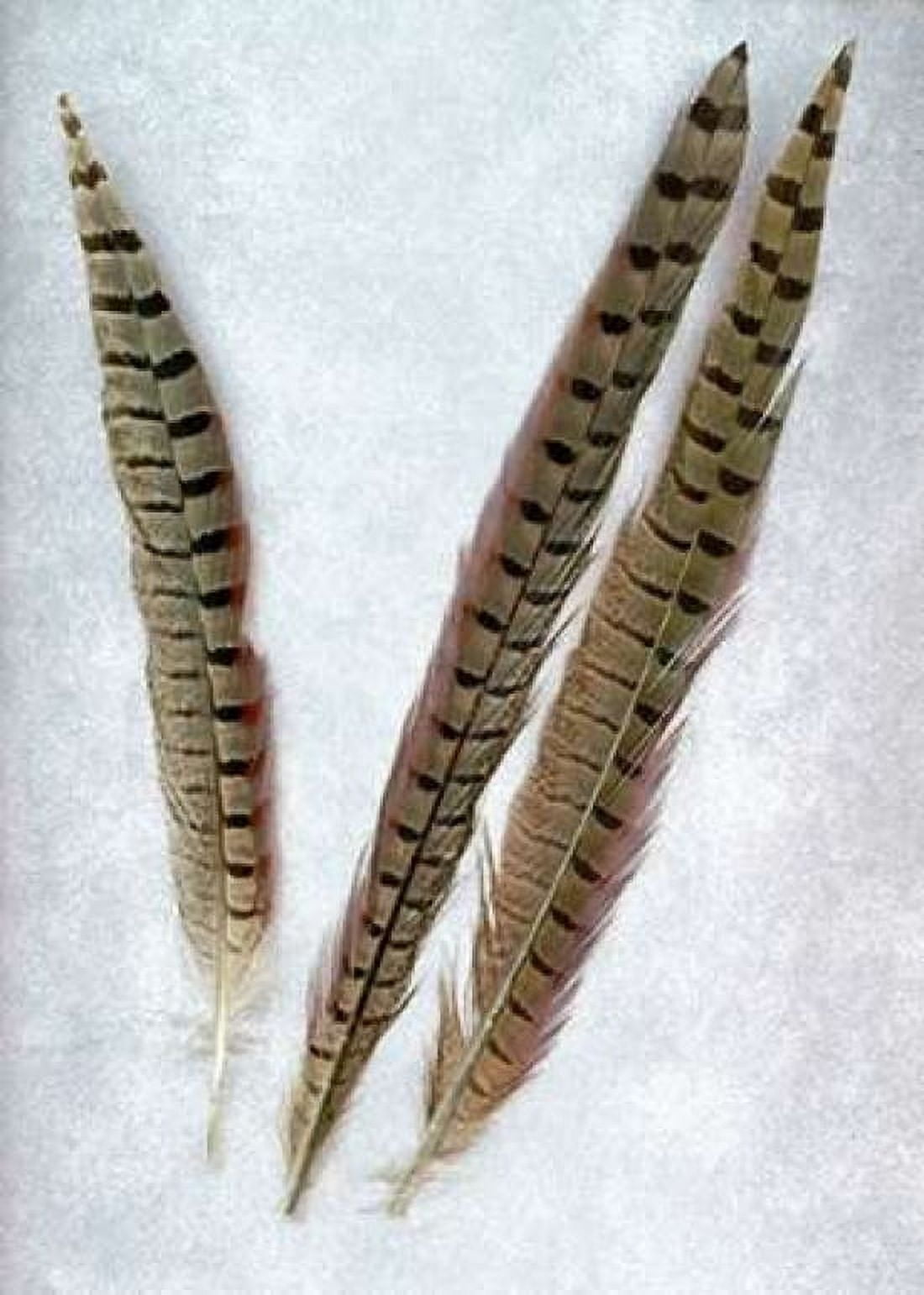 Feathers - 3 Canvas Art - Alan Blaustein (20 x 28)