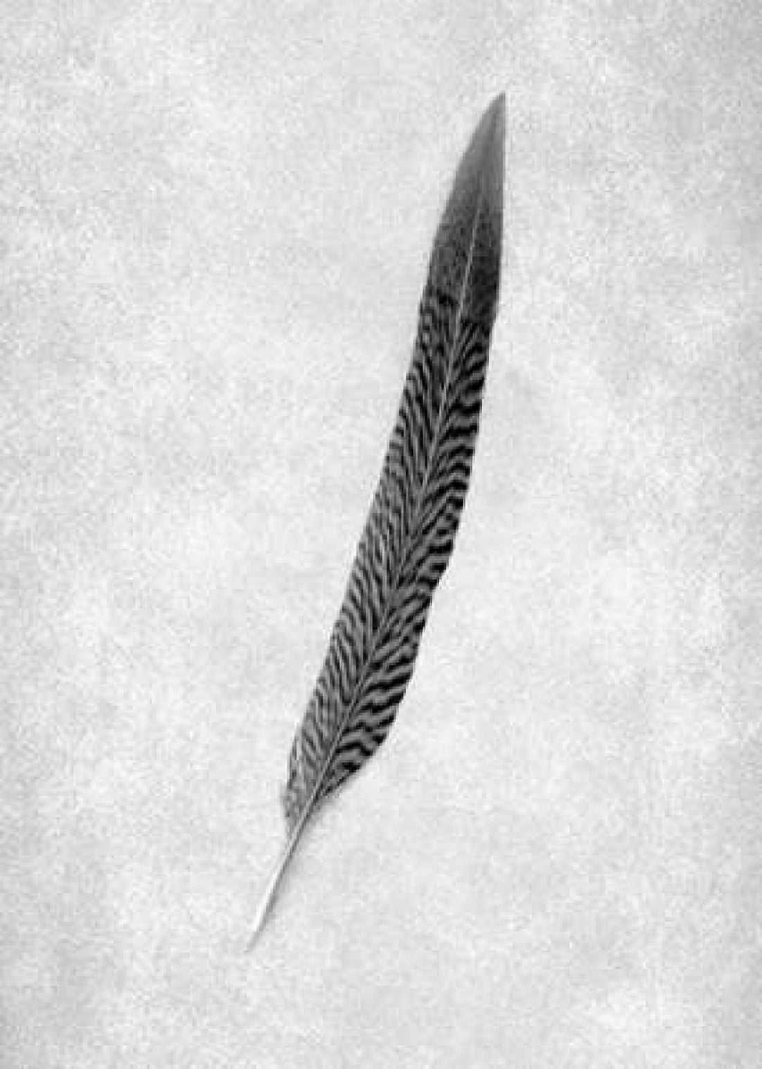 Feathers - 4 Canvas Art - Alan Blaustein (20 x 28)
