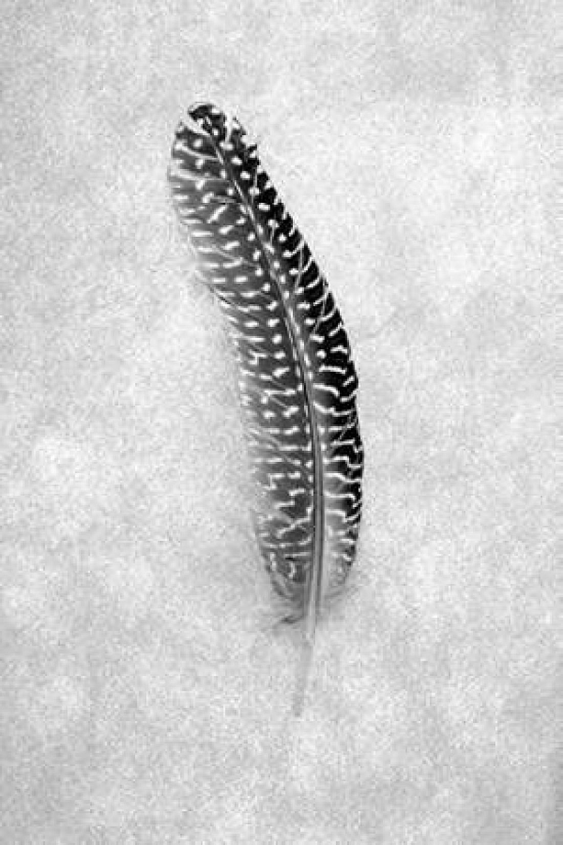 Feathers - 5 Canvas Art - Alan Blaustein (24 x 36)