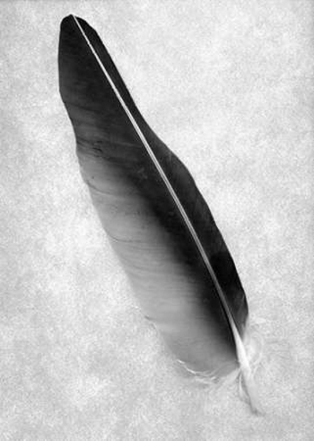 Feathers - 7 Canvas Art - Alan Blaustein (20 x 28)