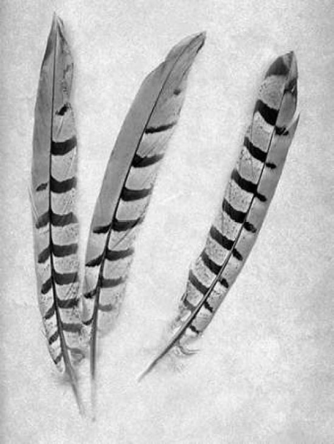 Feathers B-W - 1 Canvas Art - Alan Blaustein (18 x 24)