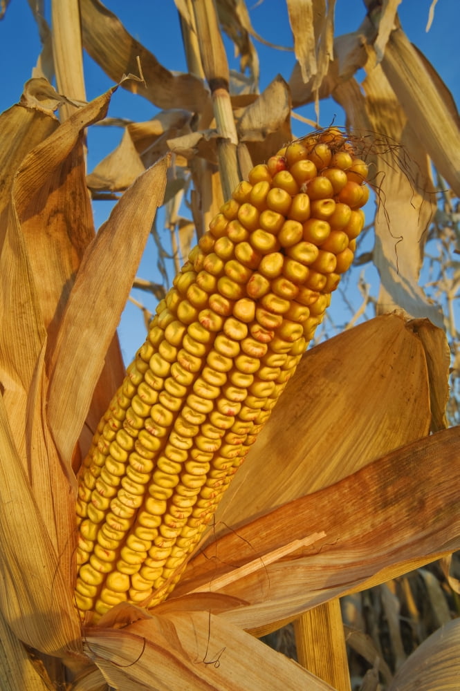 FeedGrain Corn Near Niverville Manitoba Canvas Art - Dave Reede Design Pics (22 x 34)