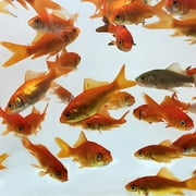 Feeder Common Goldfish by Toledo Goldfish