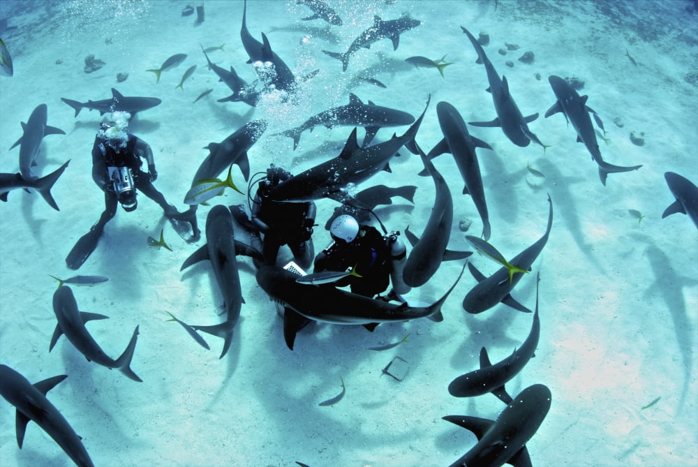 Feeding frenzy of Caribbean reef sharks Canvas Art - Amanda NichollsStocktrek Images (17 x 12)