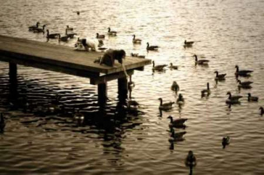 Feeding the Geese II Canvas Art - Alan Hausenflock (24 x 36)