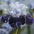 thumbnail image 1 of Feel the Thunder Bearded Iris Flower Bulbs - Fragrant - Attracts Butterflies and Hummingbirds - Deer Resistant - Good as Cut Flowers - Perennializing - Easy to Grow Live Plants - Outdoor Garden, 1 of 4