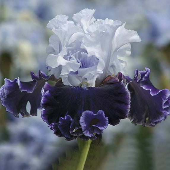 Feel the Thunder Bearded Iris Flower Bulbs - Fragrant - Attracts Butterflies and Hummingbirds - Deer Resistant - Good as Cut Flowers - Perennializing - Easy to Grow Live Plants - Outdoor Garden