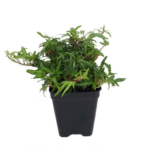 Feen Finger English Ivy - 2.5" Pot - Terrarium/Fairy Garden/House Plant
