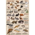 thumbnail image 1 of Feenixx Popular Mammal Pets 24.5” x 36.5” Poster, 1 of 5