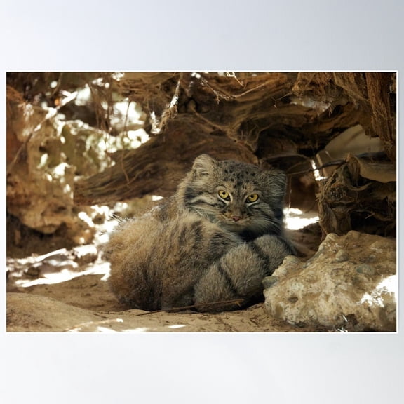Fellini The Pallas'S Cat From Italy Poster Wall Art, Modern Wall Decor For Living Room Bedroom, 16x24 UNFRAMED