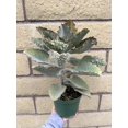 Felt Plant Kalanchoe beharensis' Fang' cactus Cacti Succulent In 6