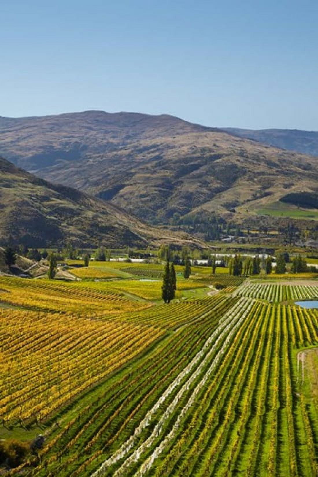 Felton Road Vineyard Autumn Bannockburn Central Otago South Island New Zealand Canvas Art - David Wall DanitaDelimont (19 x 29)