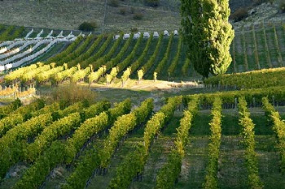 Felton Road Vineyard Bannockburn Central Otago South Island New Zealand Canvas Art - David Wall DanitaDelimont (26 x 18)