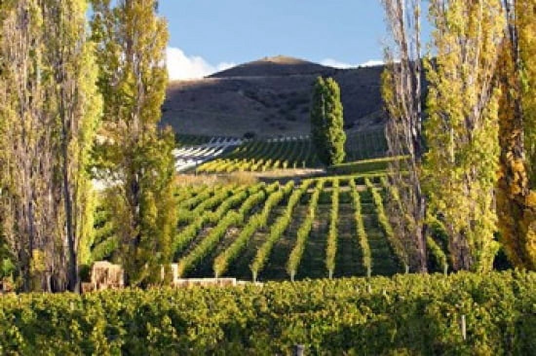 Felton Road Vineyard Bannockburn South Island New Zealand Canvas Art - David Wall DanitaDelimont (26 x 18)