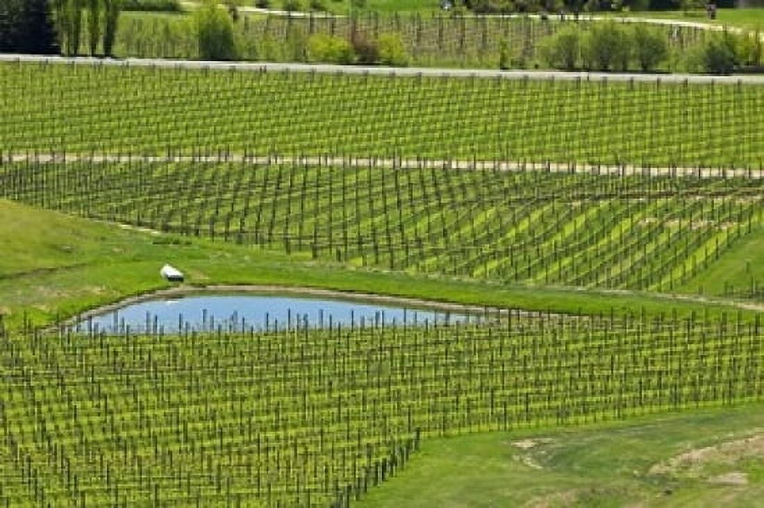 Felton Road Vineyard South Island New Zealand Canvas Art - David Wall DanitaDelimont (24 x 15)