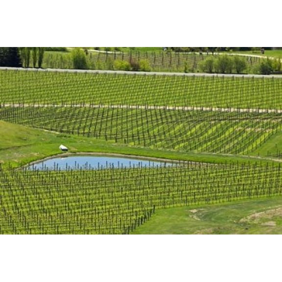Felton Road Vineyard South Island New Zealand Canvas Art - David Wall DanitaDelimont (24 x 15)