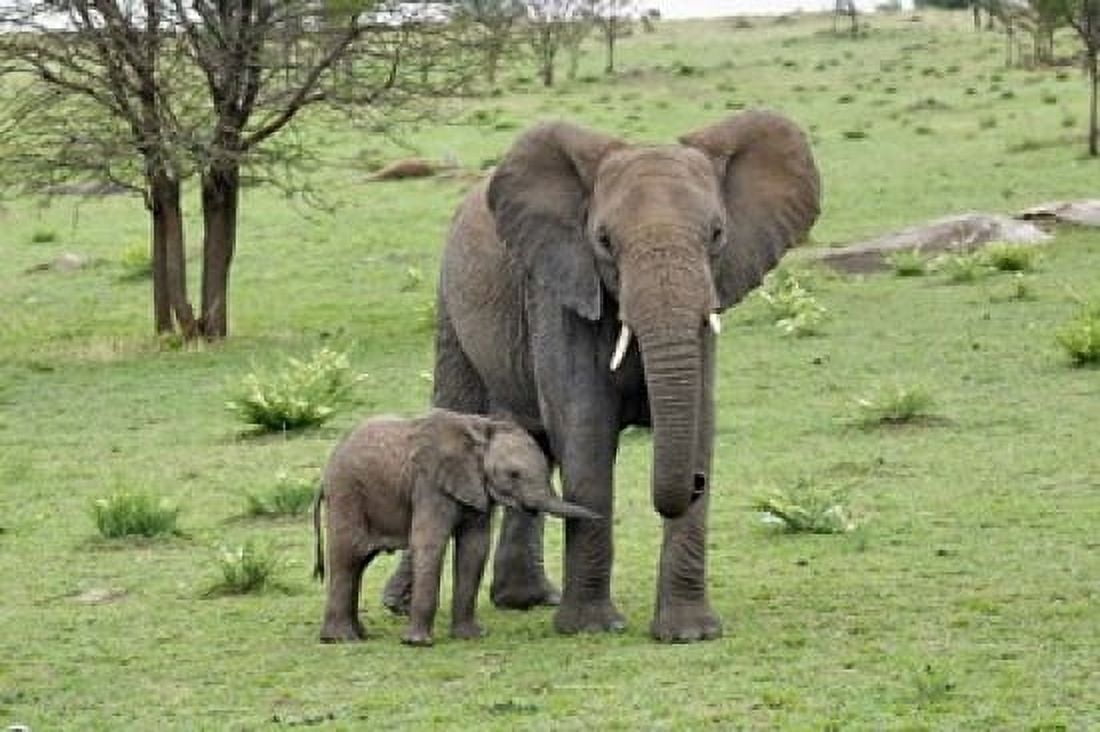 Female African Elephant with baby Serengeti National Park Tanzania Canvas Art - Adam Jones DanitaDelimont (35 x 23)