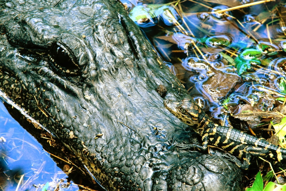 Female American Alligator And New Born Fort Bend County Texas Canvas Art - Philippe Henry Design Pics (34 x 22)