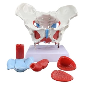 Female Anatomy Pelvis Perineum Model With Removable Organs,Pelvic Floor Muscle Anatomical Model & Uterus Vagina Ovary, Bladder, Rectum For Study Display