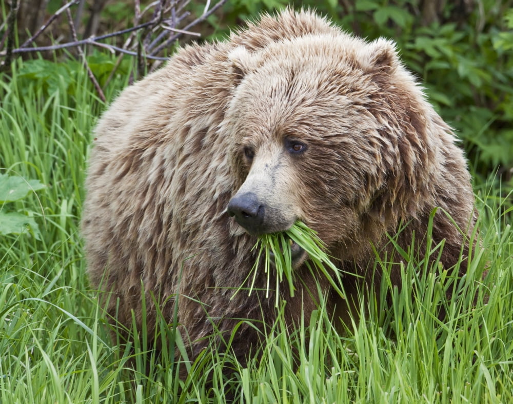 A Female Brown Bear Feeds On Sedge Grasses Near The Shore Of Geographic Harbor Katmai National Park Southwest Alaska Summer Canvas Art - Ken Baehr Design Pics (17 x 13)
