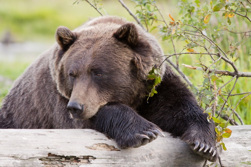 A Female Brown Bear Lays Draped Over A Log Alaska Wildlife Conservation Center Southcentral Alaska Summer Captive Canvas Art - Doug Lindstrand Design Pics (17 x 11)