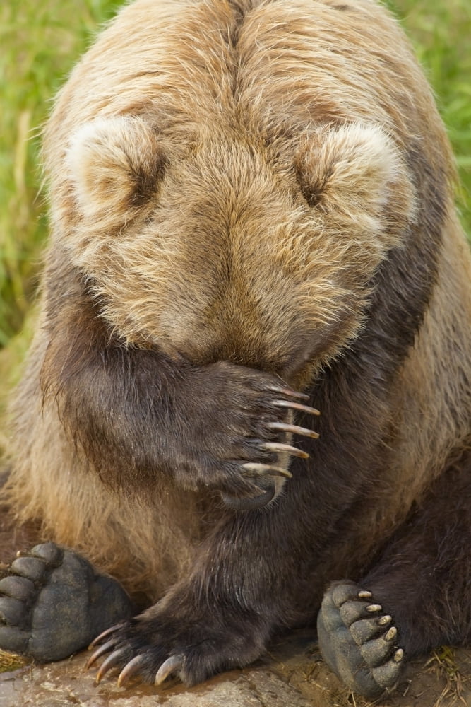 A Female Brown Bear Puts Her Paw Over Her Eyes And Rests While Sitting On The Bank Of Grizzly Creek In Katmai National Park Southwest Alaska Summer Canvas Art - John Hyde Design Pics (24 x 38)