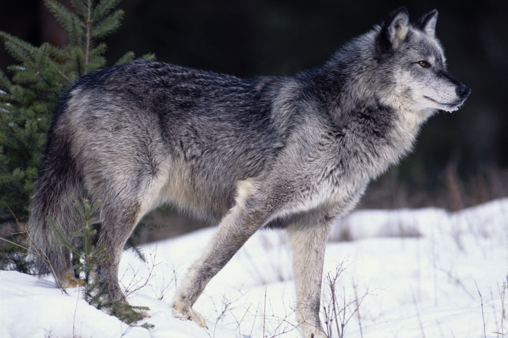 Female Captive Gray Wolf Winter Portrait Canvas Art - Cliff Riedinger Design Pics (17 x 11)