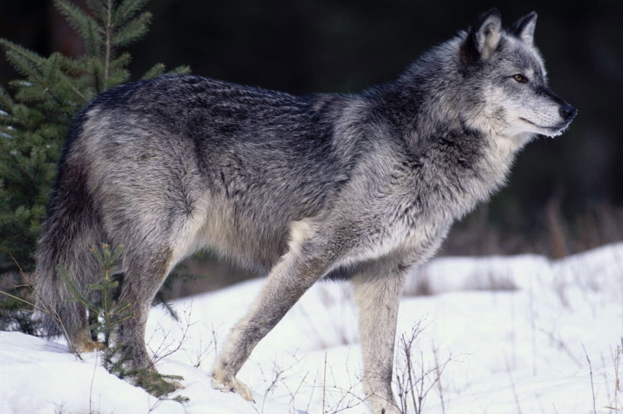 Female Captive Gray Wolf Winter Portrait Canvas Art - Cliff Riedinger Design Pics (34 x 22)