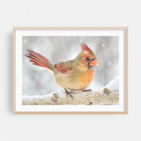 Female Cardinal rides out a snowstorm - Photography Bird Wildlife Winter Snow Nature Animal Woodland Oak Framed Wall Art Print 5 x 7 inches