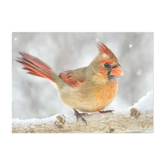 Female Cardinal rides out a snowstorm - Photography Bird Wildlife Winter Snow Nature Animal Woodland Unframed Wall Art Print 4 x 6 inches