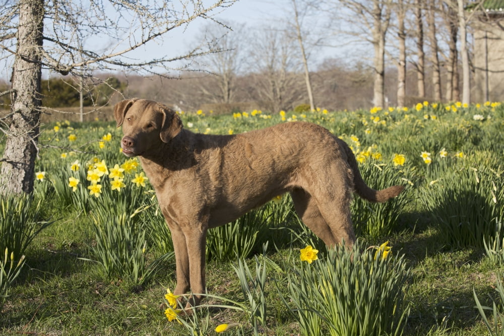 Female Chesapeake Bay retriever in daffodils Waterford Connecticut USA Canvas Art - Lynn Stone  Design Pics (19 x 12)